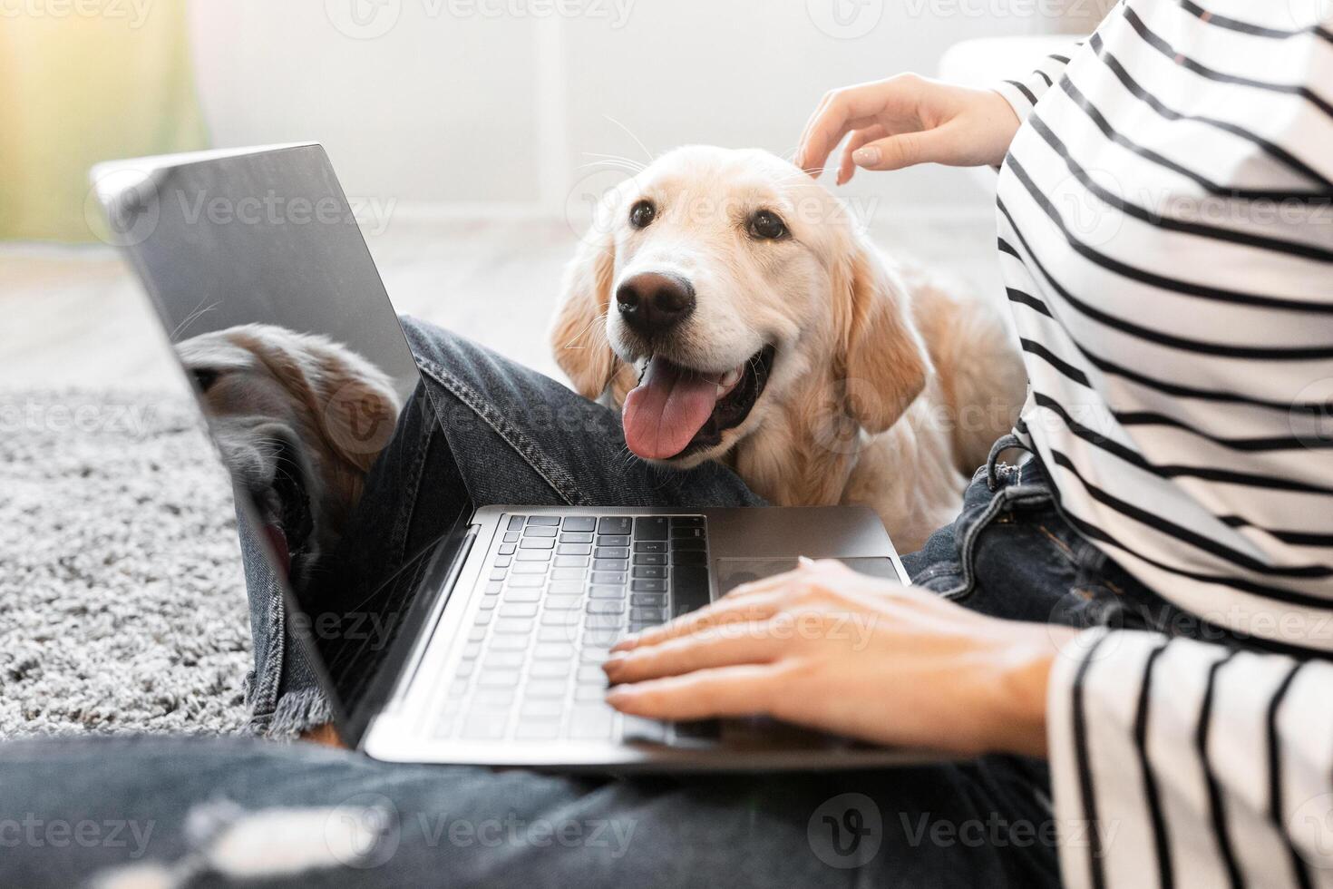 Closeup of of unrecognizable woman sitting on the floor carpet and using laptop with her dog, stroking labrador. Young lady working at home office and spending time together with pet in living room photo