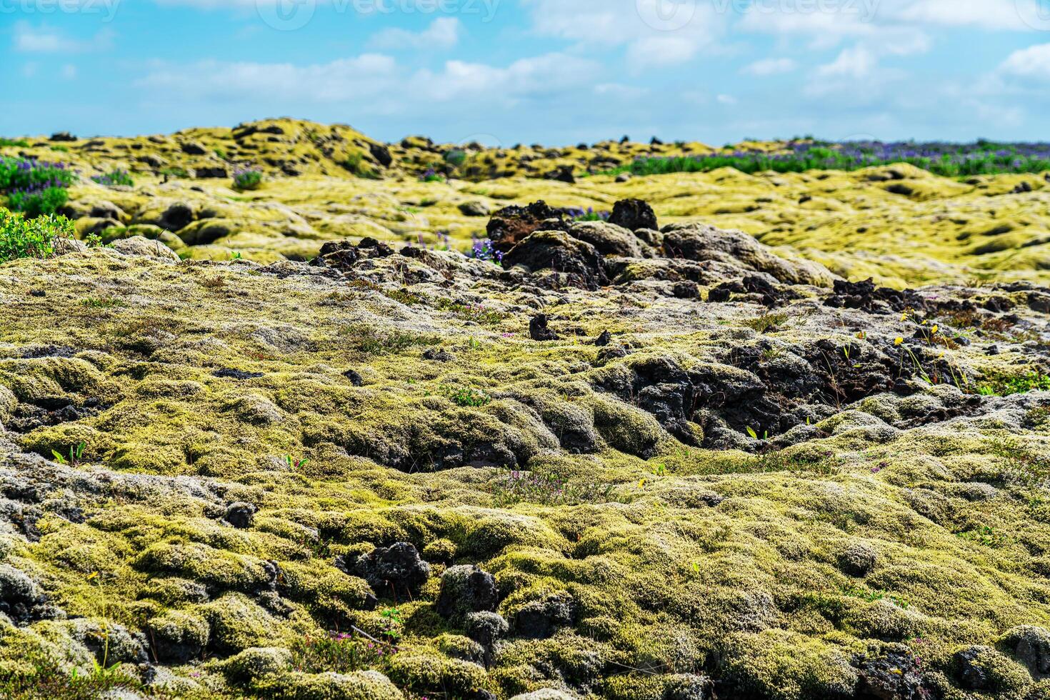 Volcanic lava field covered with green moss in the rural of Iceland. View of mossy lava field in summer season in Iceland. photo