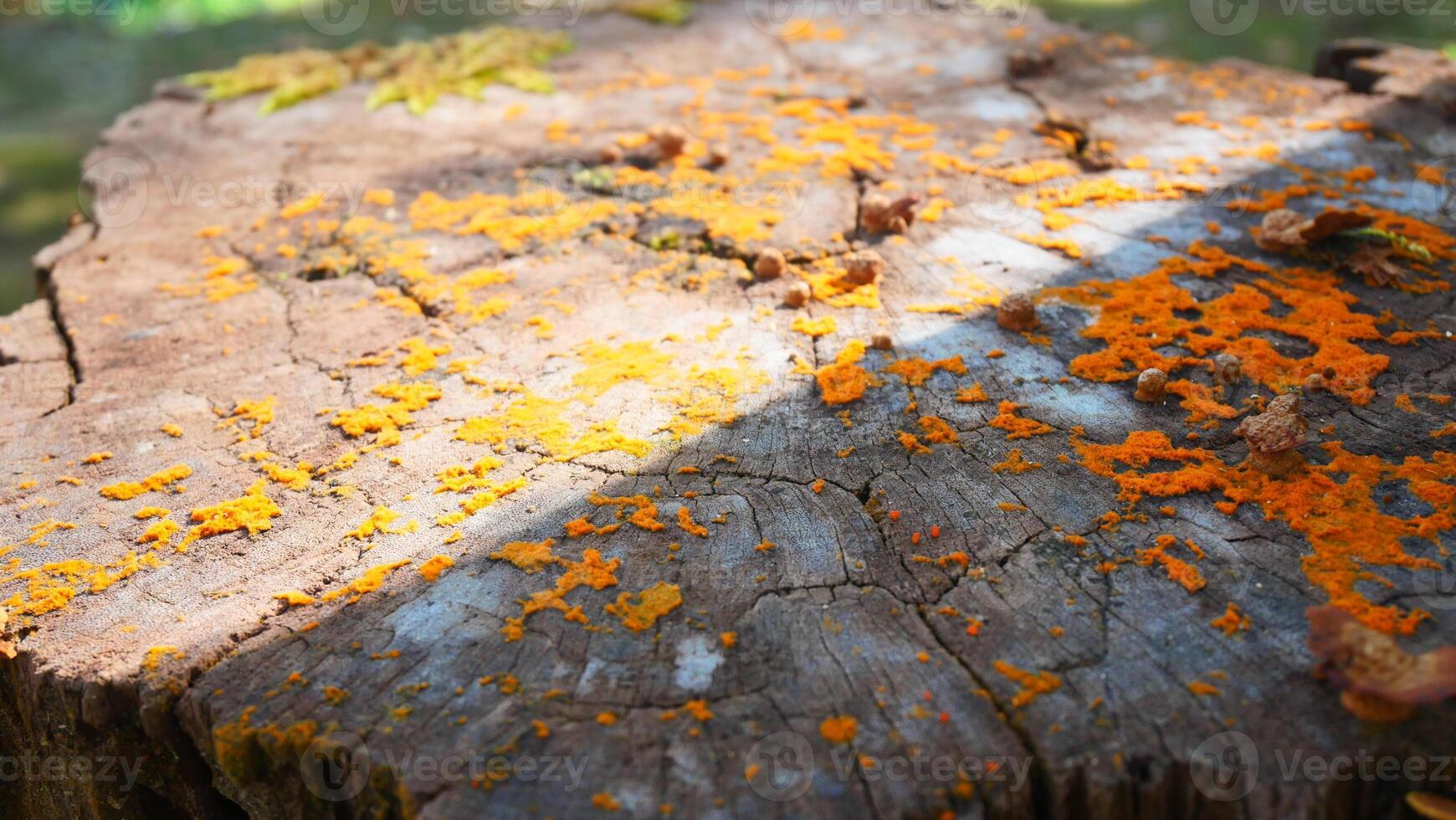 Orange lichen on an old wooden log photo