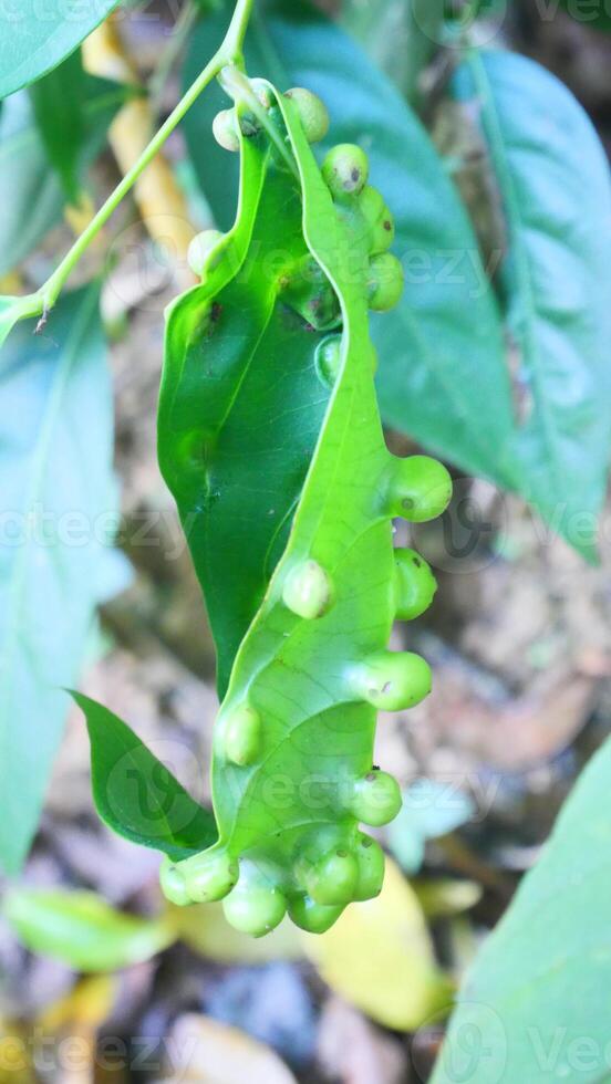 A green leaf with small galls spread across its surface caused by abnormal growths due to external factors like insects or fungi photo