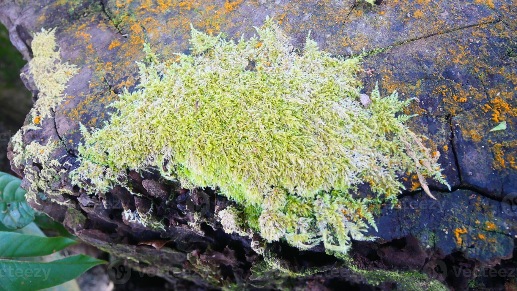 green lichen on an old wooden log photo