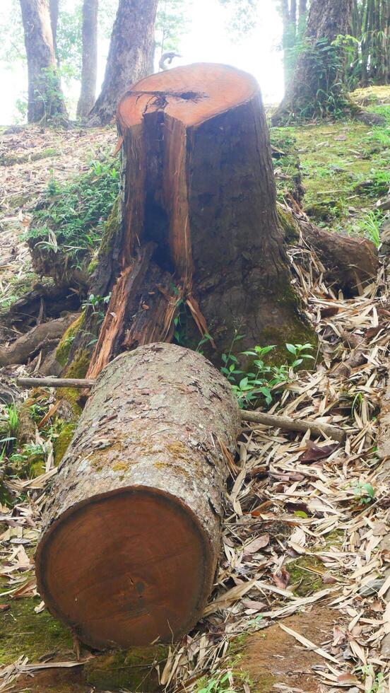 Cut Tree Trunk in a Forested Area photo