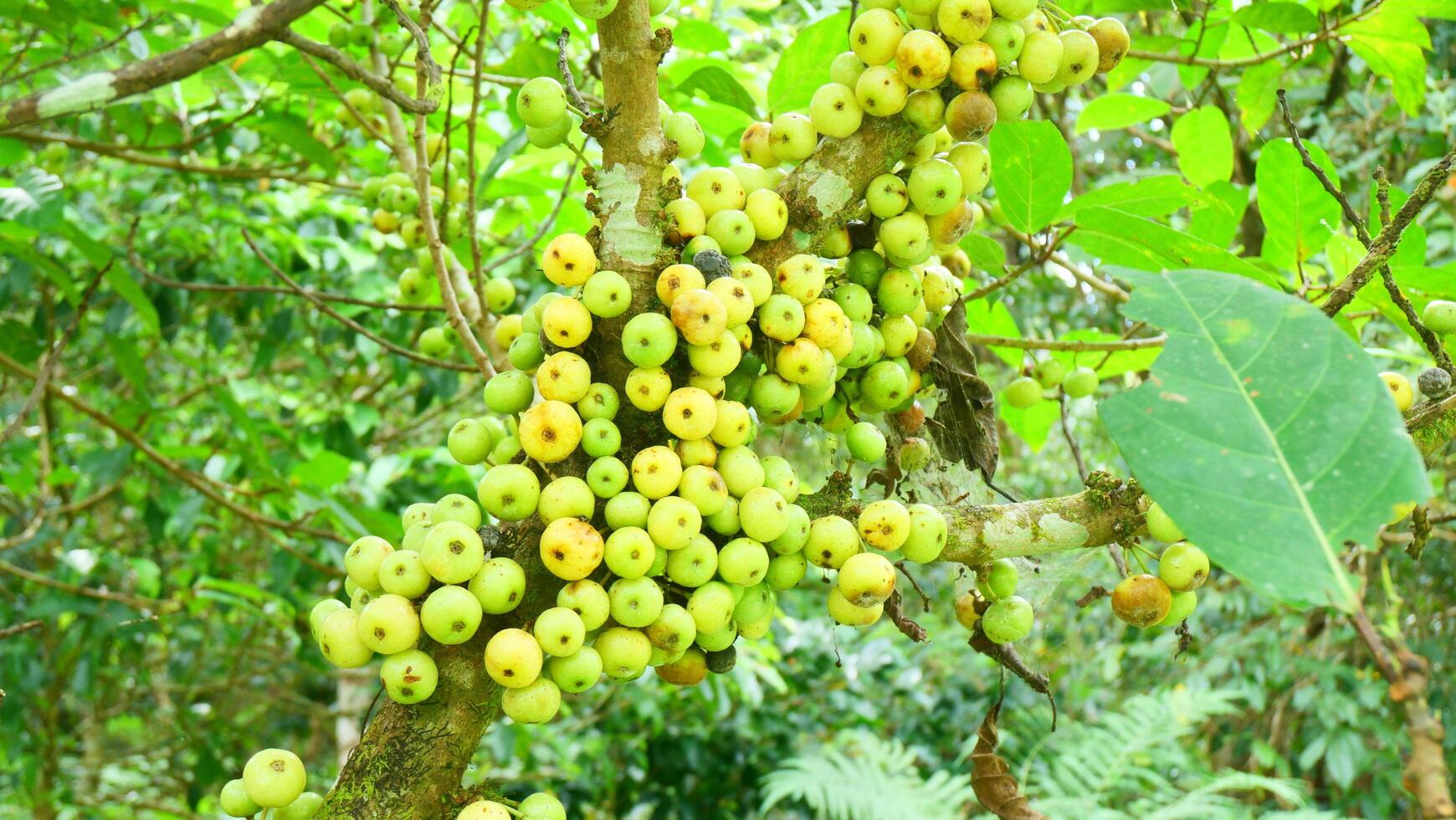 A wild fig tree filled with clusters of green fruits photo