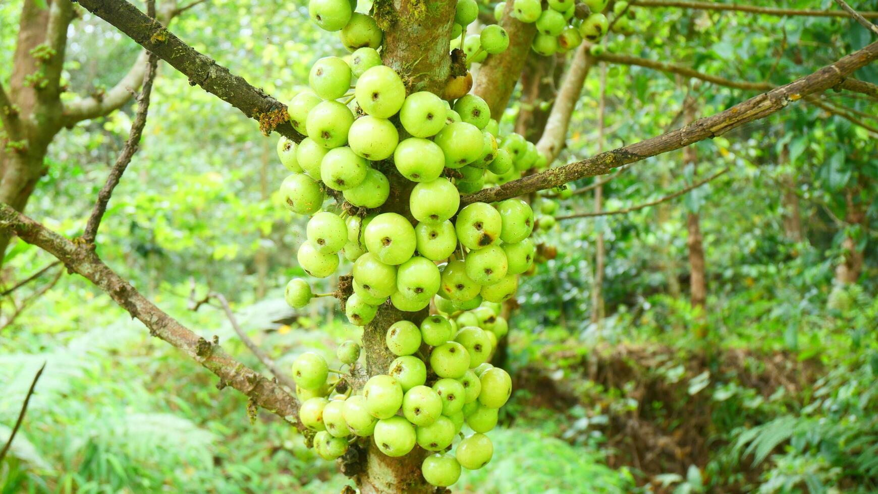 A wild fig tree filled with clusters of green fruits photo