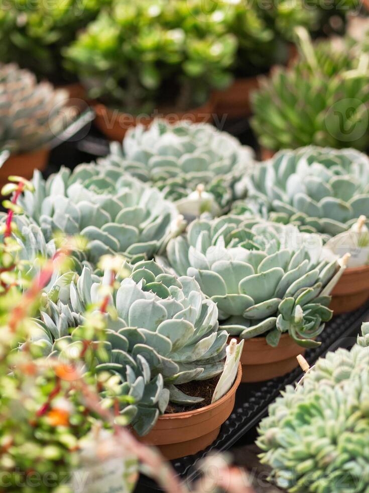 Various succulent plants in pots in gargen shop background. photo