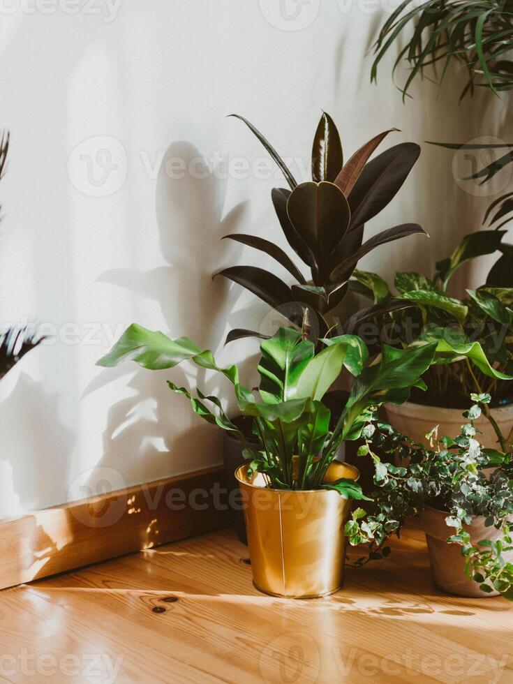 Interior of with many different houseplants. Interior with plants in living room on the floor. photo