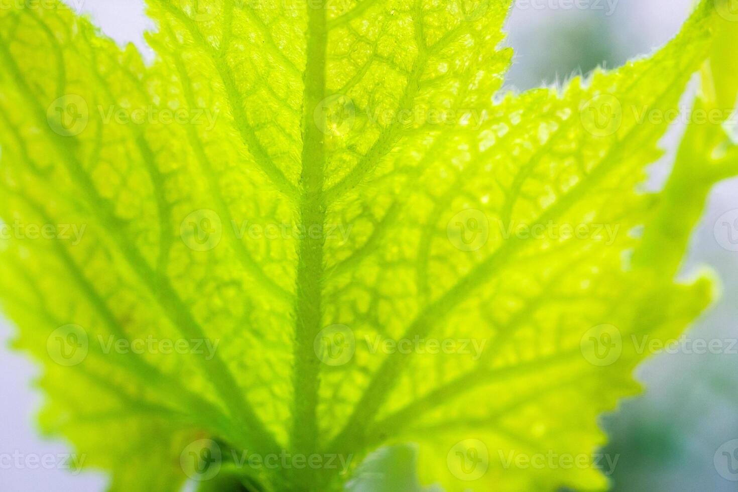 Green leaf texture surface background close up photo
