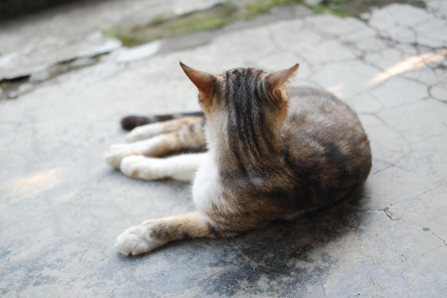 cat laying on the cement in the garden, selective focus photo