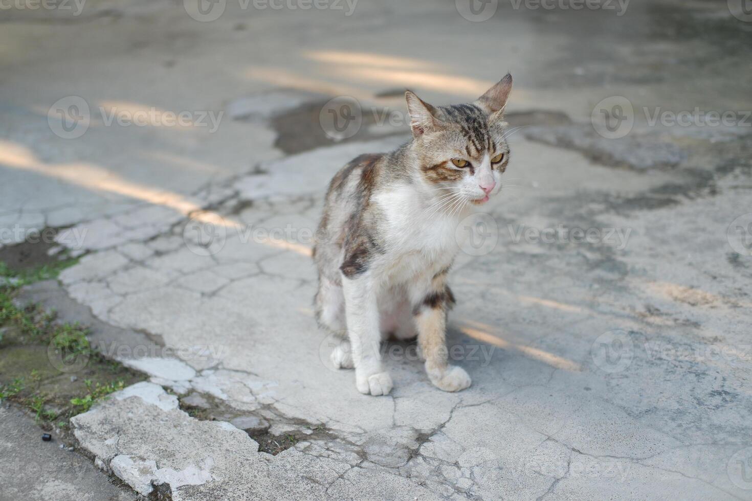 cat on the cement in the garden, selective focus photo