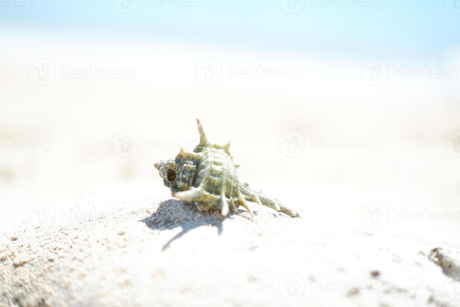 Seashells on the beach. Selective focus. photo