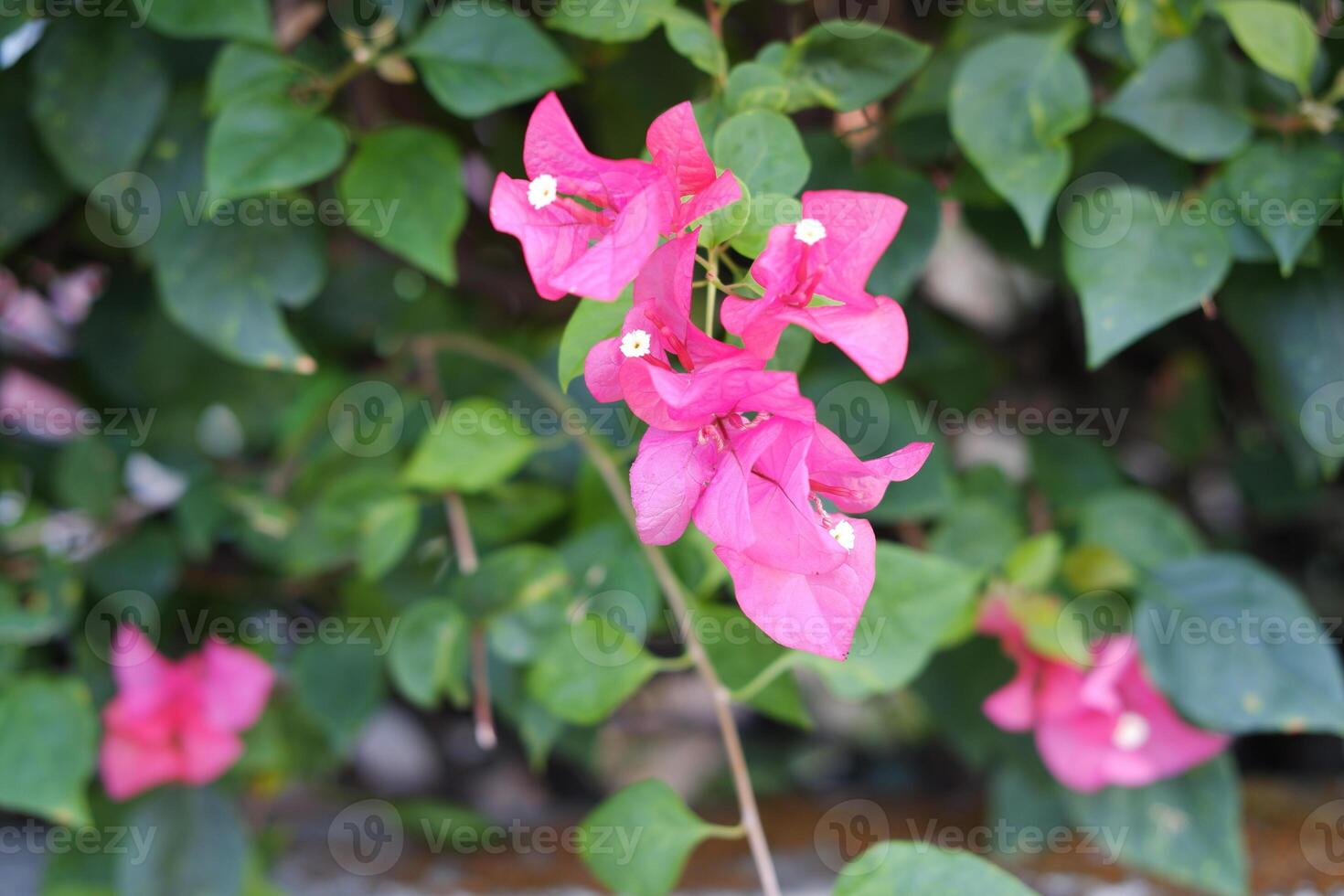 Bougainvillea flowers in the garden with natural background. photo