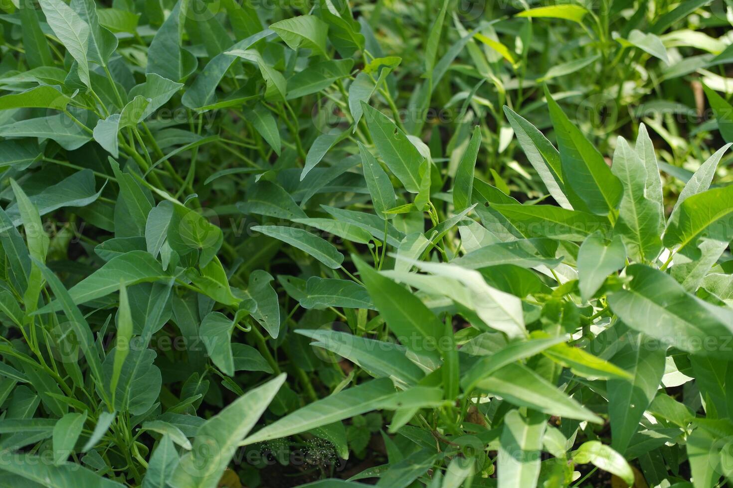 The verdant vegetation flourished under the summer sun photo