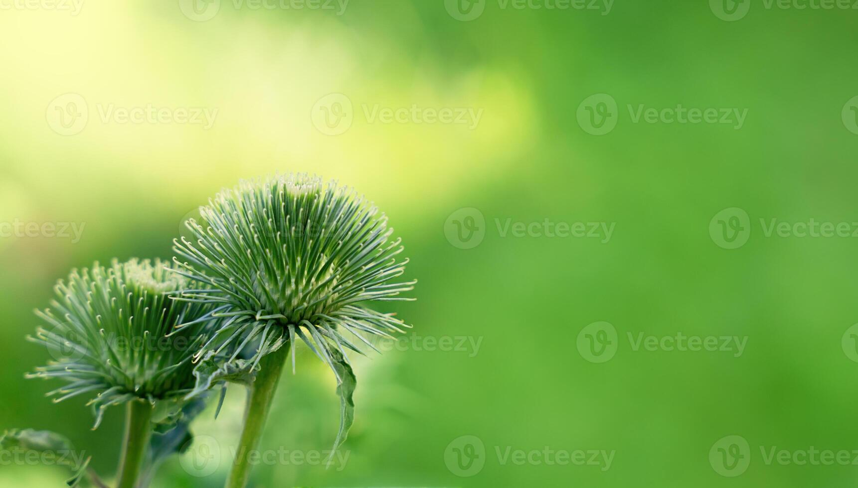 Two flowers with prickly needles with blurred green background. Natural wallpaper. Macro. Close-up. Copy space. Selective focus. photo