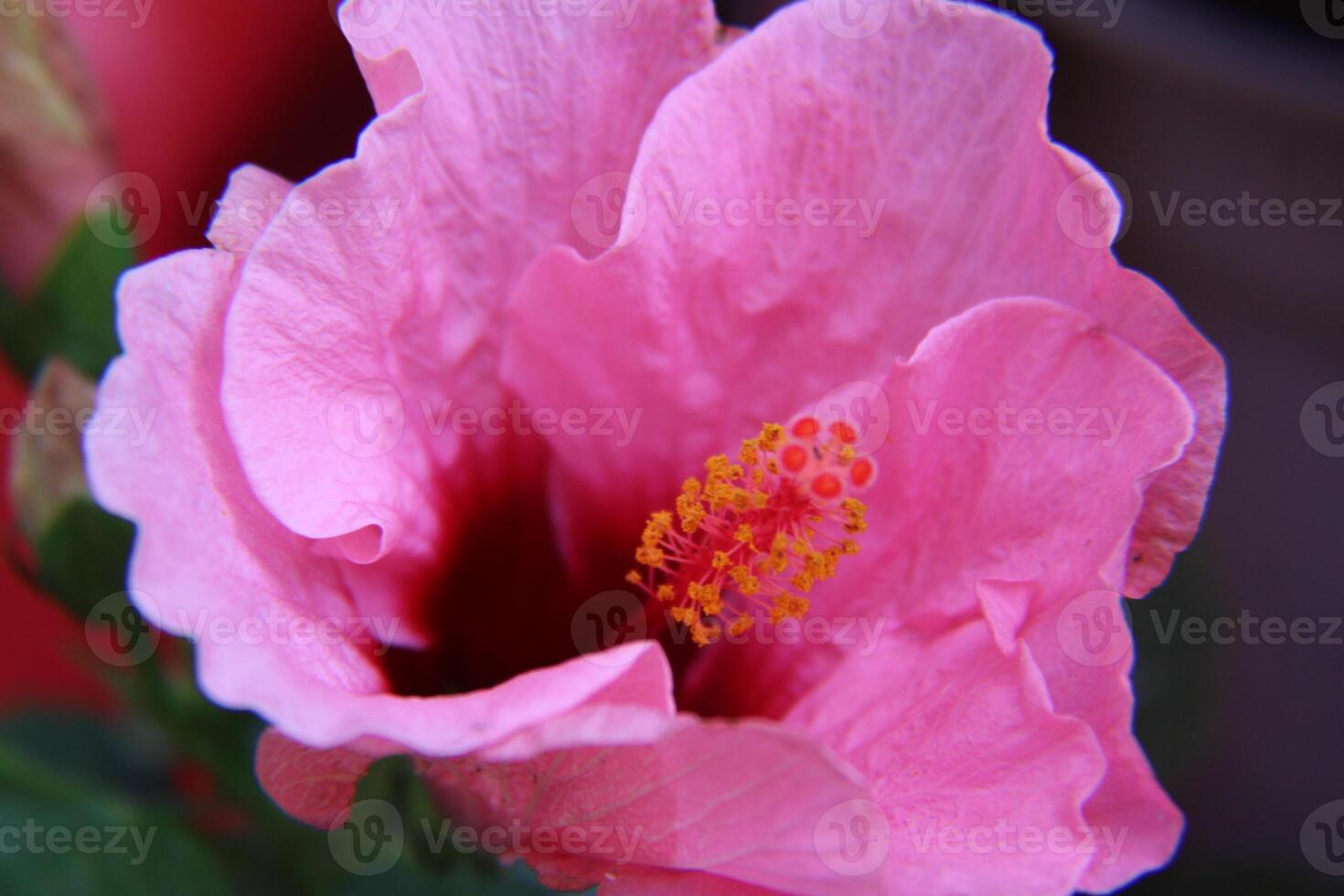 Pink Hibiscus Flower In Full Bloom. photo