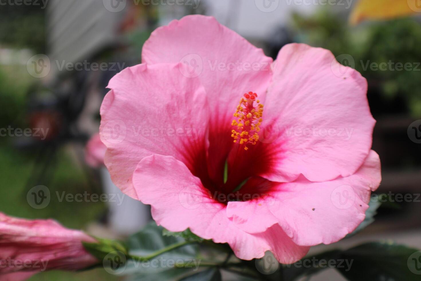 Pink Hibiscus Flower In Full Bloom. photo