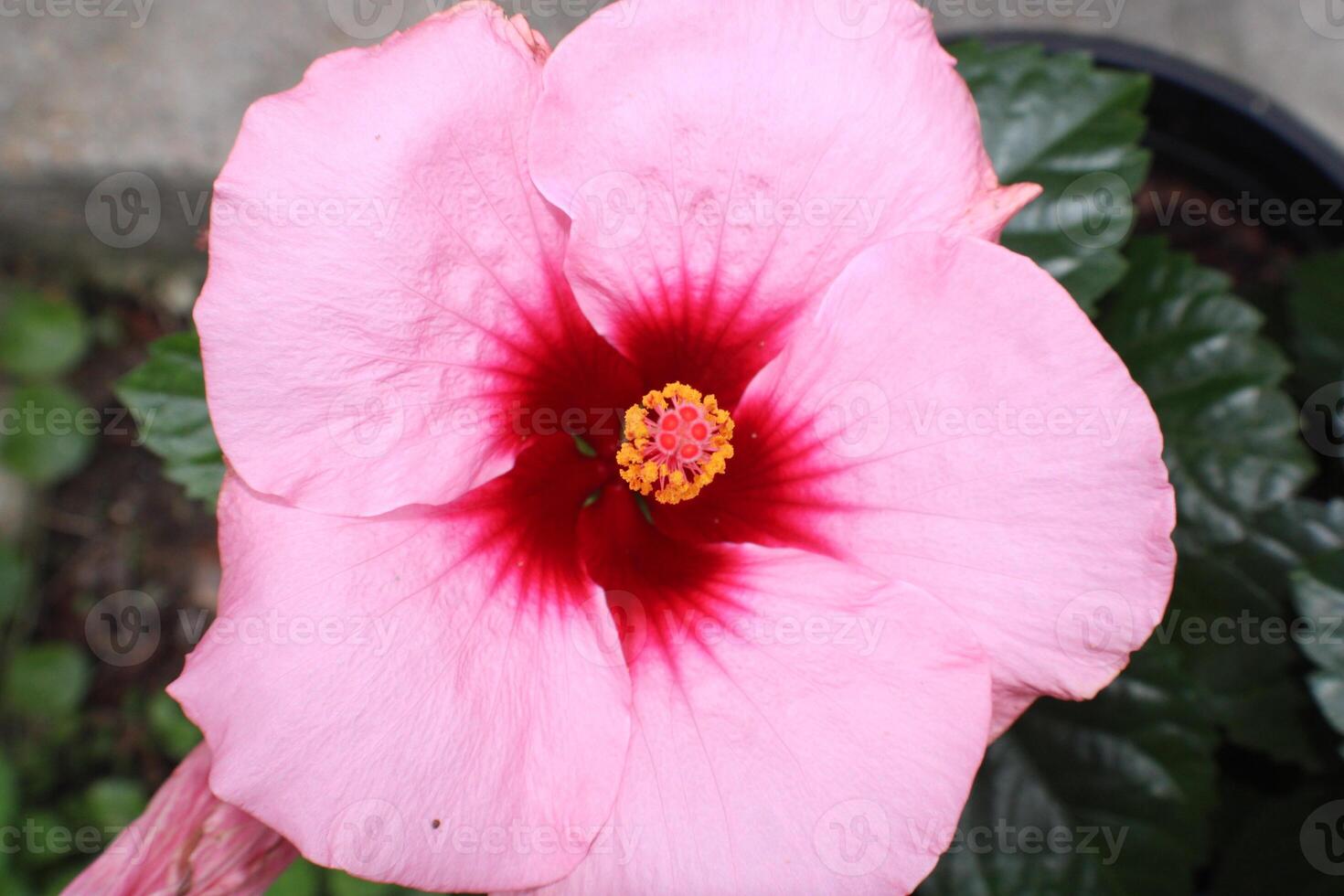 Pink Hibiscus Flower In Full Bloom. photo