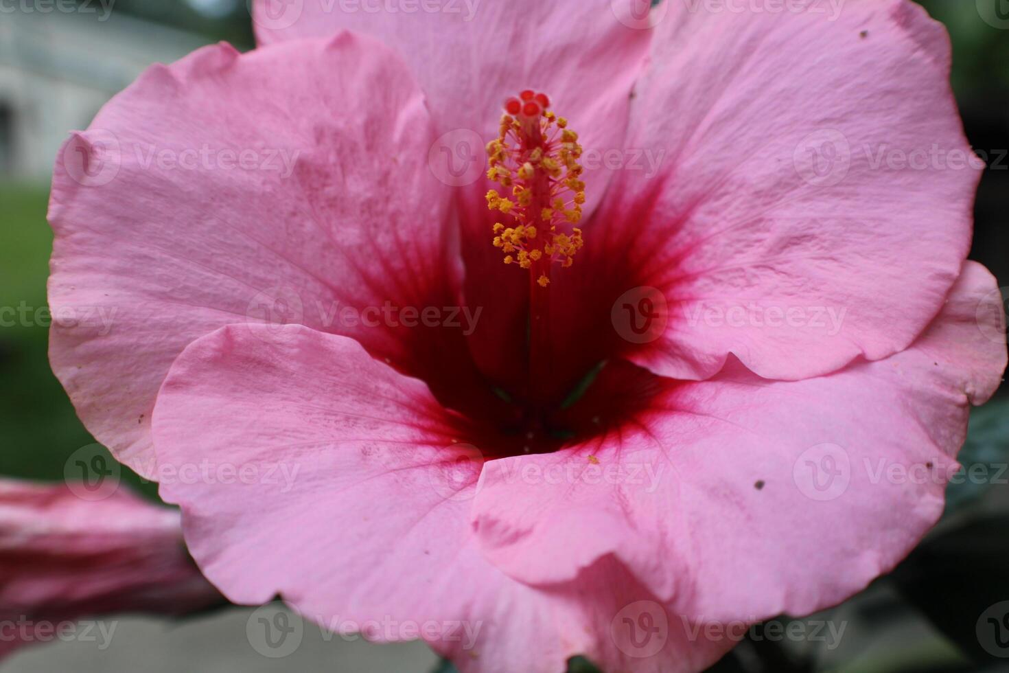 Pink Hibiscus Flower In Full Bloom. photo