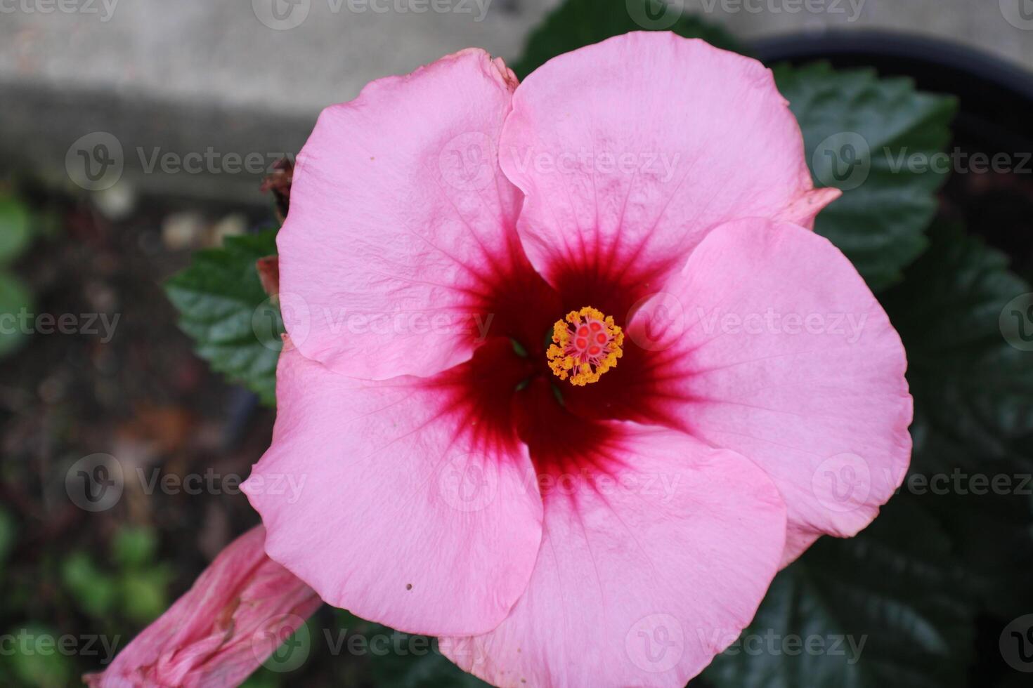 Pink Hibiscus Flower In Full Bloom. photo