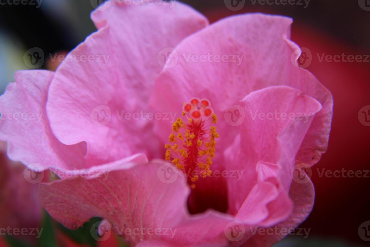 Pink Hibiscus Flower In Full Bloom. photo