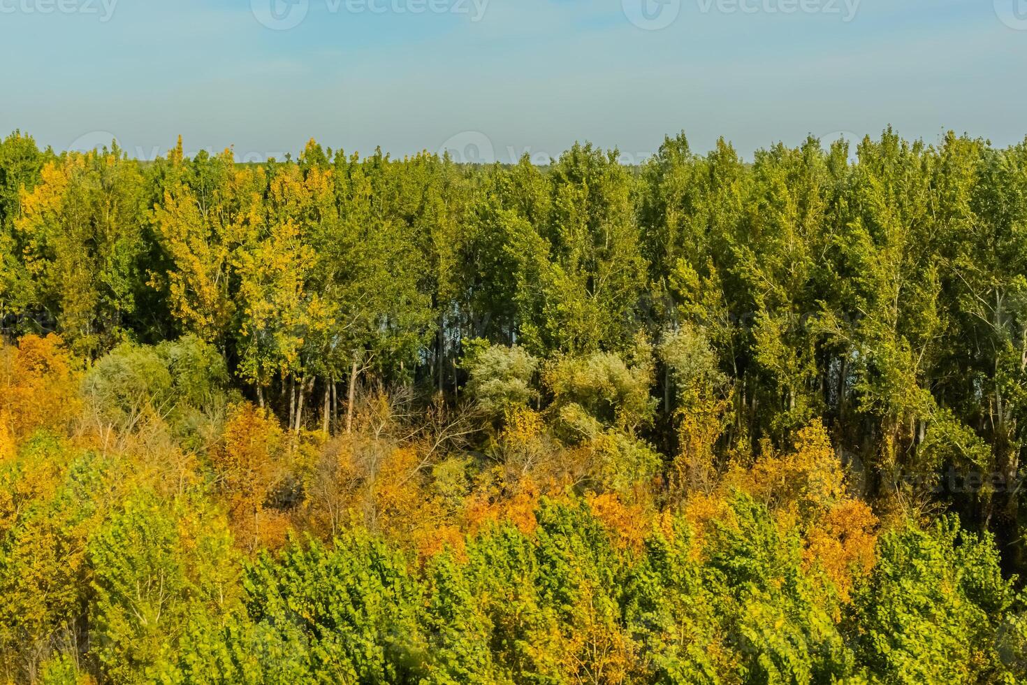 Agricultural fields with young green shoots of grain crops and plowed field without sowing. With trees in the background on the hills. Fallow concept. Alternation. photo