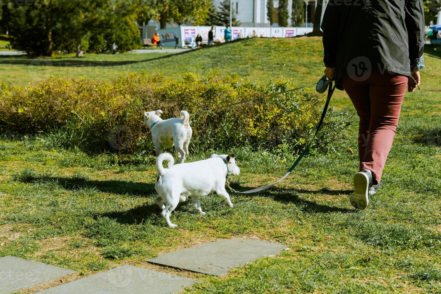 woman walking with two dogs in the park photo