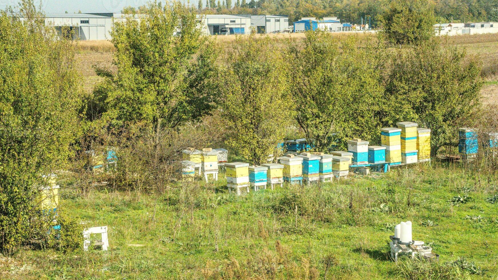 An apiary where ecologically clean honey and other beekeeping products are obtained. Bee apiary in the forest, the houses of bees honey, bee farm. photo