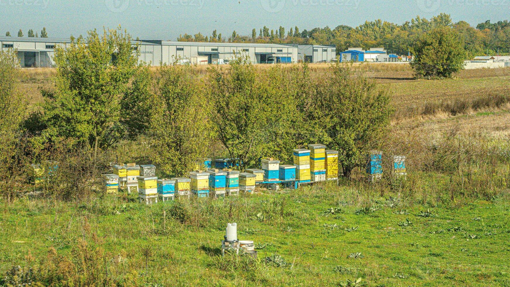 An apiary where ecologically clean honey and other beekeeping products are obtained. Bee apiary in the forest, the houses of bees honey, bee farm. photo