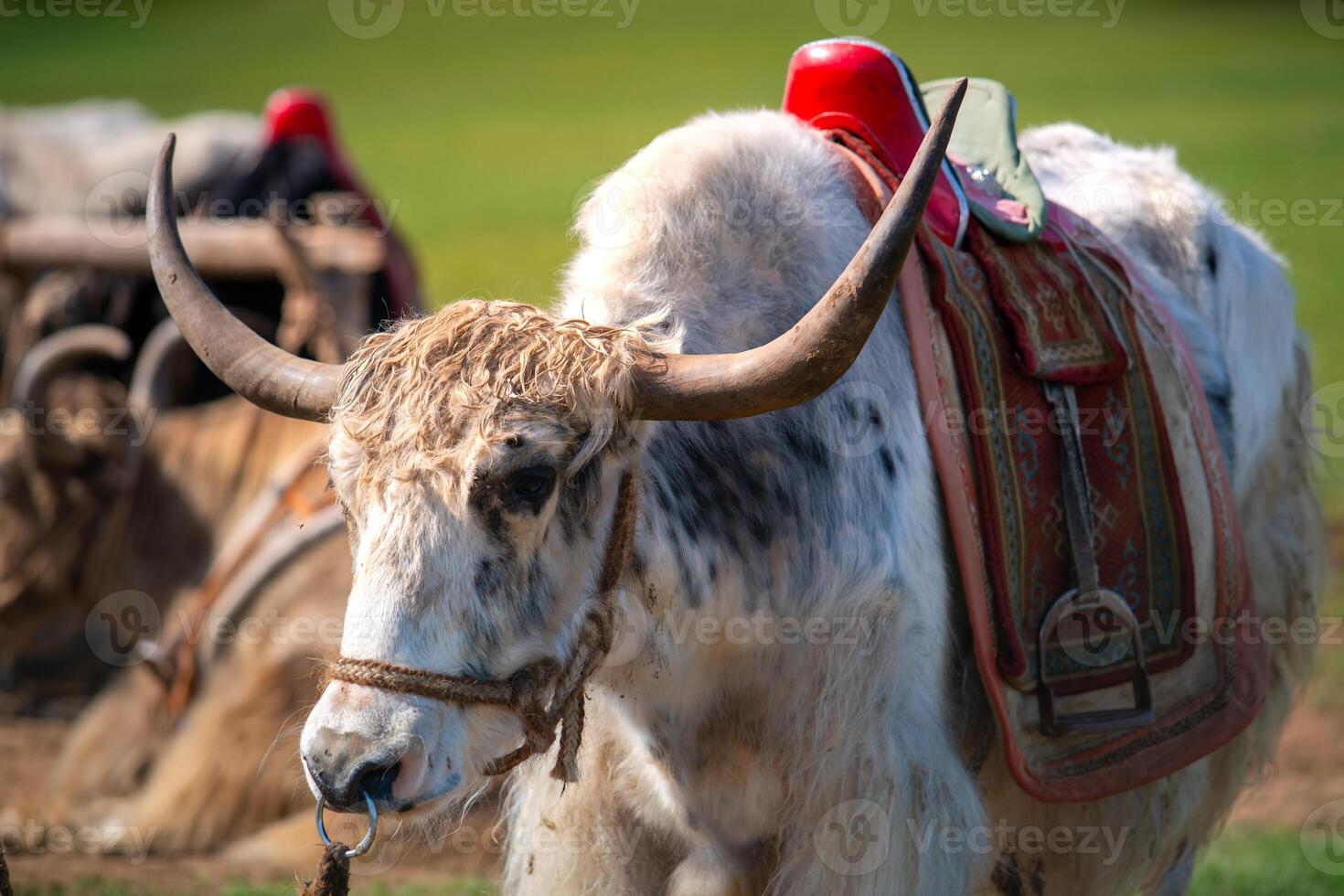 Authentic Mongol Nomad Show, demonstration of a traditional living way of real Mongolian nomads, an attractive for tourists in Mongolia photo