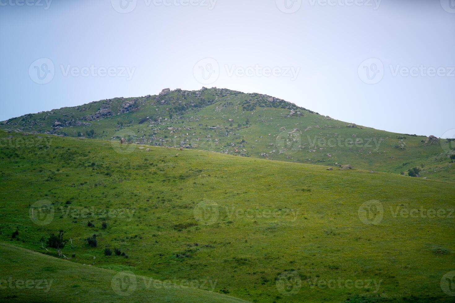 Khustain Nuruu National Park, also known as Hustai National Park, the best known as a home to the Takhi or Przewalski's horse, the last surviving wild horse in the world, Mongolia photo