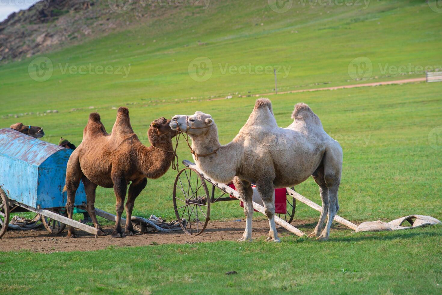 Authentic Mongol Nomad Show, demonstration of a traditional living way of real Mongolian nomads, an attractive for tourists in Mongolia photo