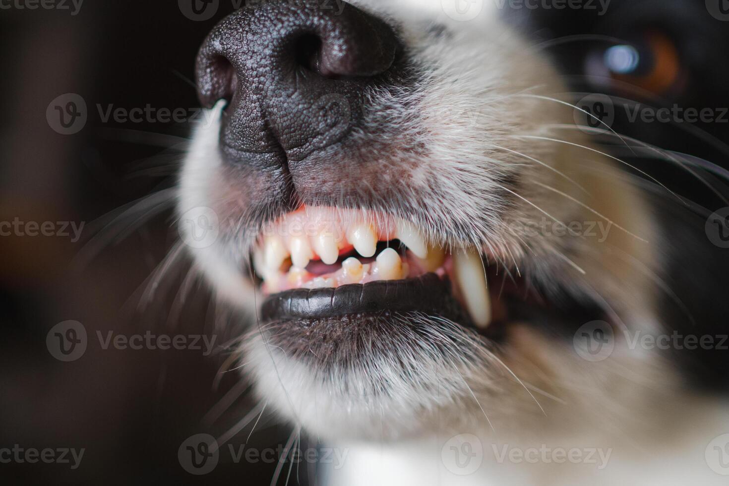 Dangerous angry dog. Aggressive puppy dog border collie baring teeth fangs looking aggressive dangerous. Guardian growling scary dog ready for attack. Pet infected by rabies. photo