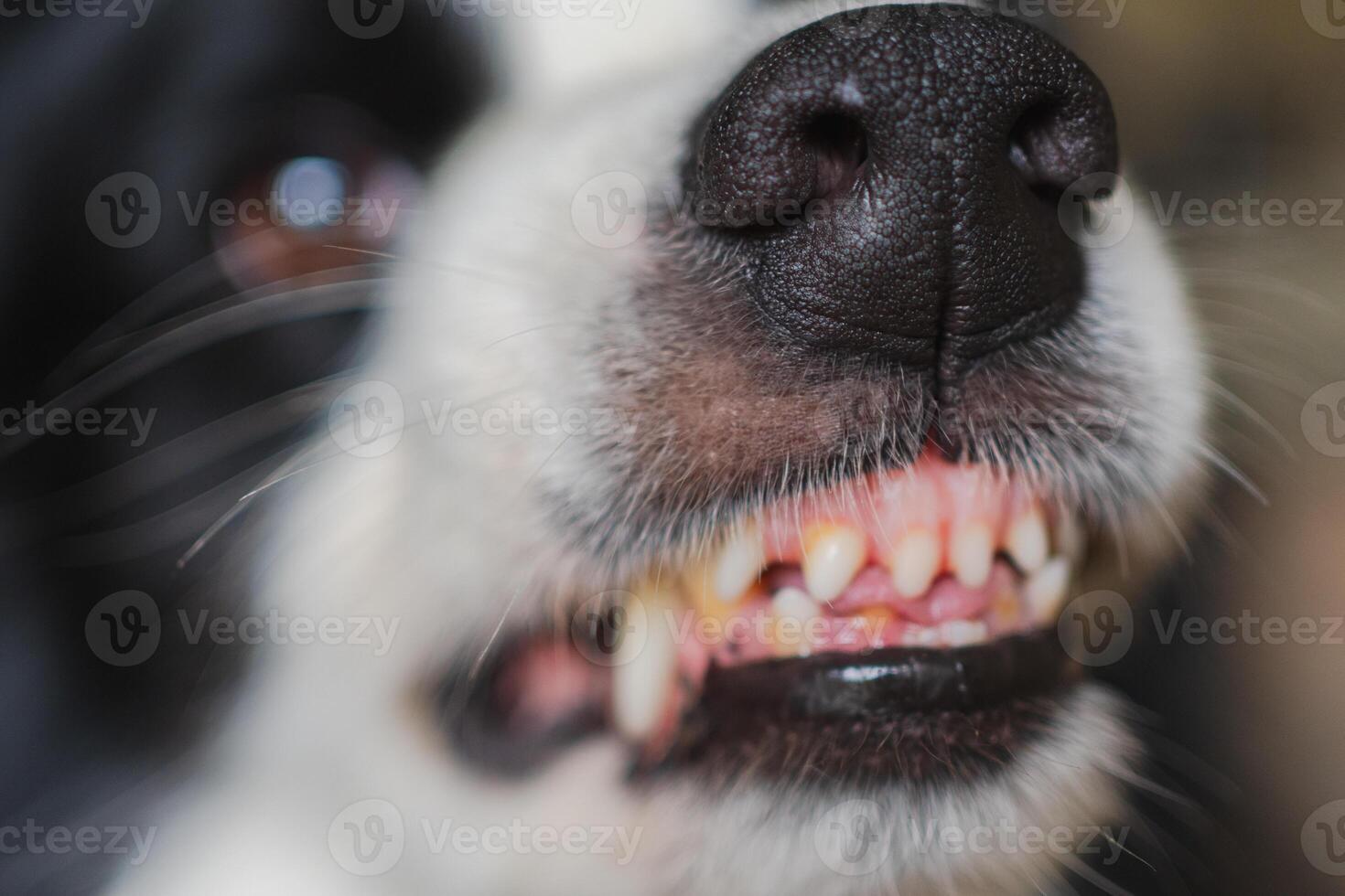 Dangerous angry dog. Aggressive puppy dog border collie baring teeth fangs looking aggressive dangerous. Guardian growling scary dog ready for attack. Pet infected by rabies. photo