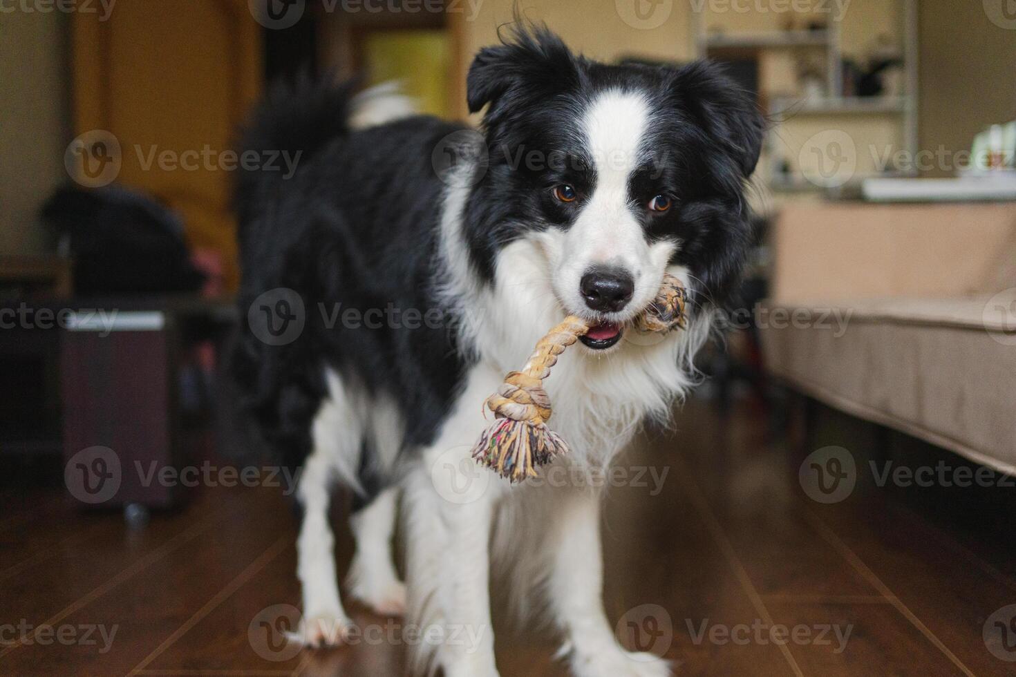 Pet activity. Funny puppy dog border collie with toy rope ready to playing at home indoors. Purebred pet dog wants to playing with owner. Funny emotional dog having playful mood. Friendship companion photo