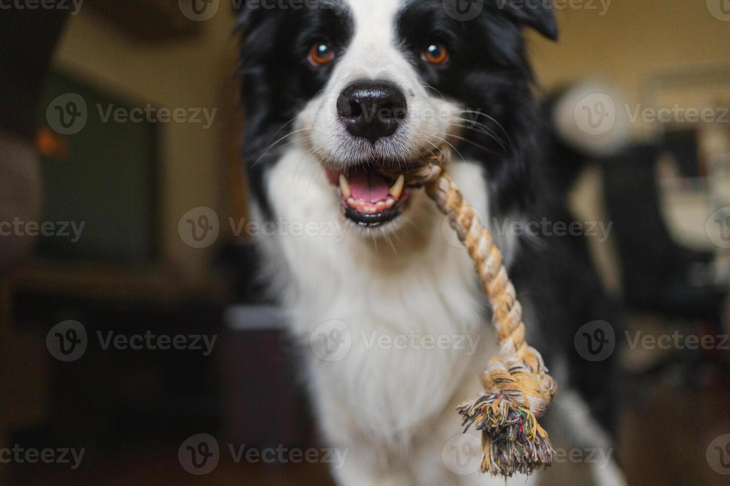 Pet activity. Funny puppy dog border collie with toy rope ready to playing at home indoors. Purebred pet dog wants to playing with owner. Funny emotional dog having playful mood. Friendship companion photo