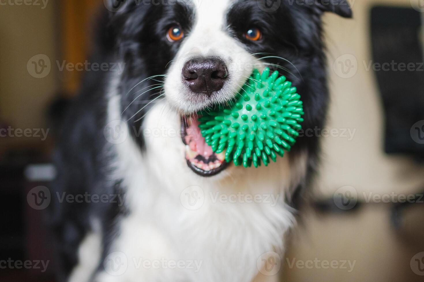 Pet activity. Funny puppy dog border collie holding toy ball in mouth playing at home indoors. Purebred pet dog wants to playing with owner. Love for pets friendship companion concept photo
