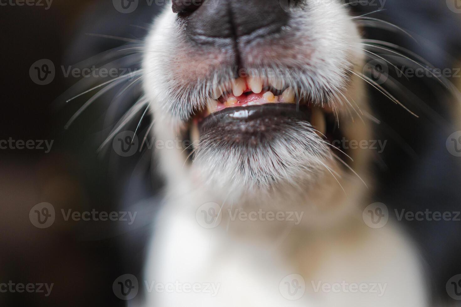 Dangerous angry dog. Aggressive puppy dog border collie baring teeth fangs looking aggressive dangerous. Guardian growling scary dog ready for attack. Pet infected by rabies. photo