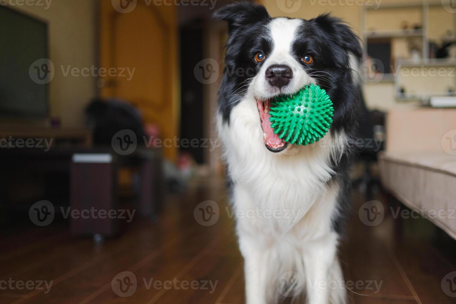 Pet activity. Funny puppy dog border collie holding toy ball in mouth playing at home indoors. Purebred pet dog wants to playing with owner. Love for pets friendship companion concept photo
