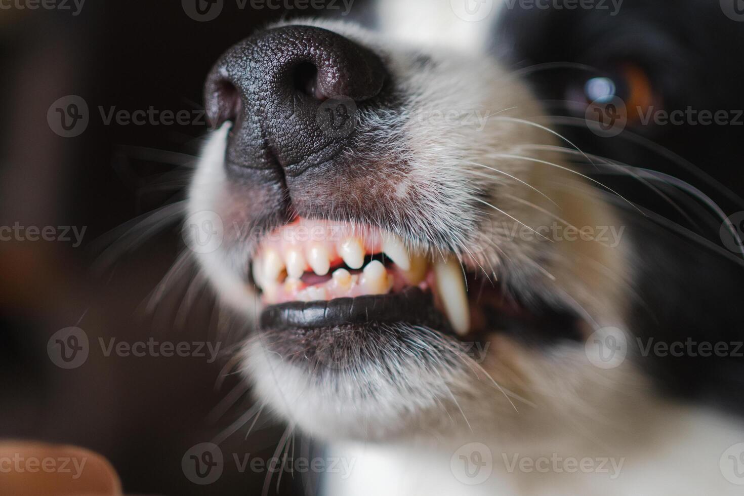Dangerous angry dog. Aggressive puppy dog border collie baring teeth fangs looking aggressive dangerous. Guardian growling scary dog ready for attack. Pet infected by rabies. photo