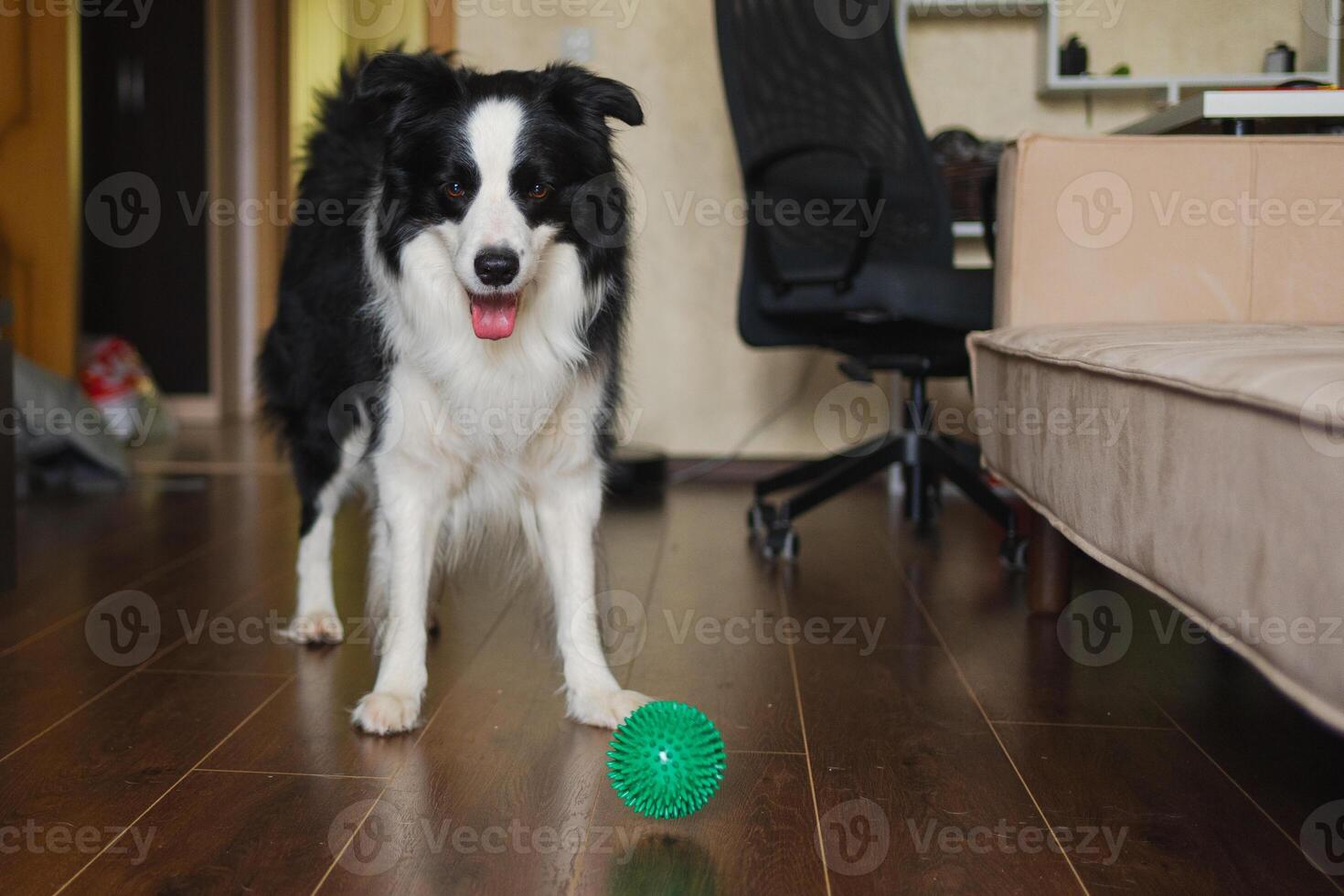 Pet activity. Funny puppy dog border collie with toy ball ready to playing at home indoors. Purebred pet dog wants to playing with owner. Funny emotional dog having playful mood. Friendship companion photo