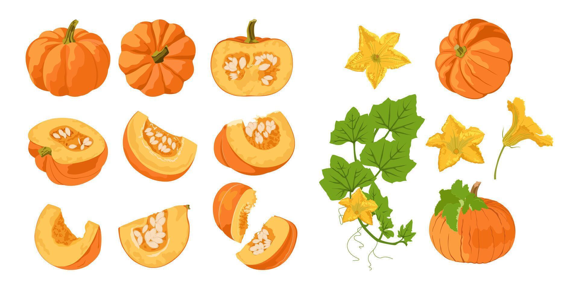 Set with pumpkin flower, a whole pumpkin and half a pumpkin. vector