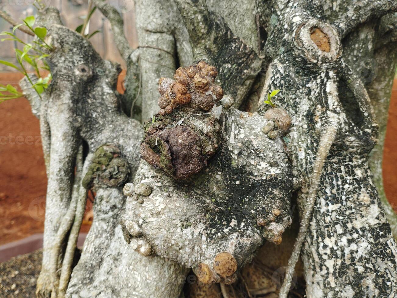 bark of a tree photo