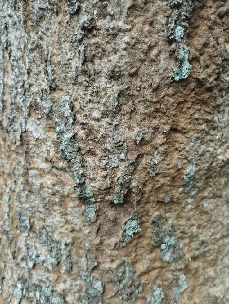 bark of a tree texture photo