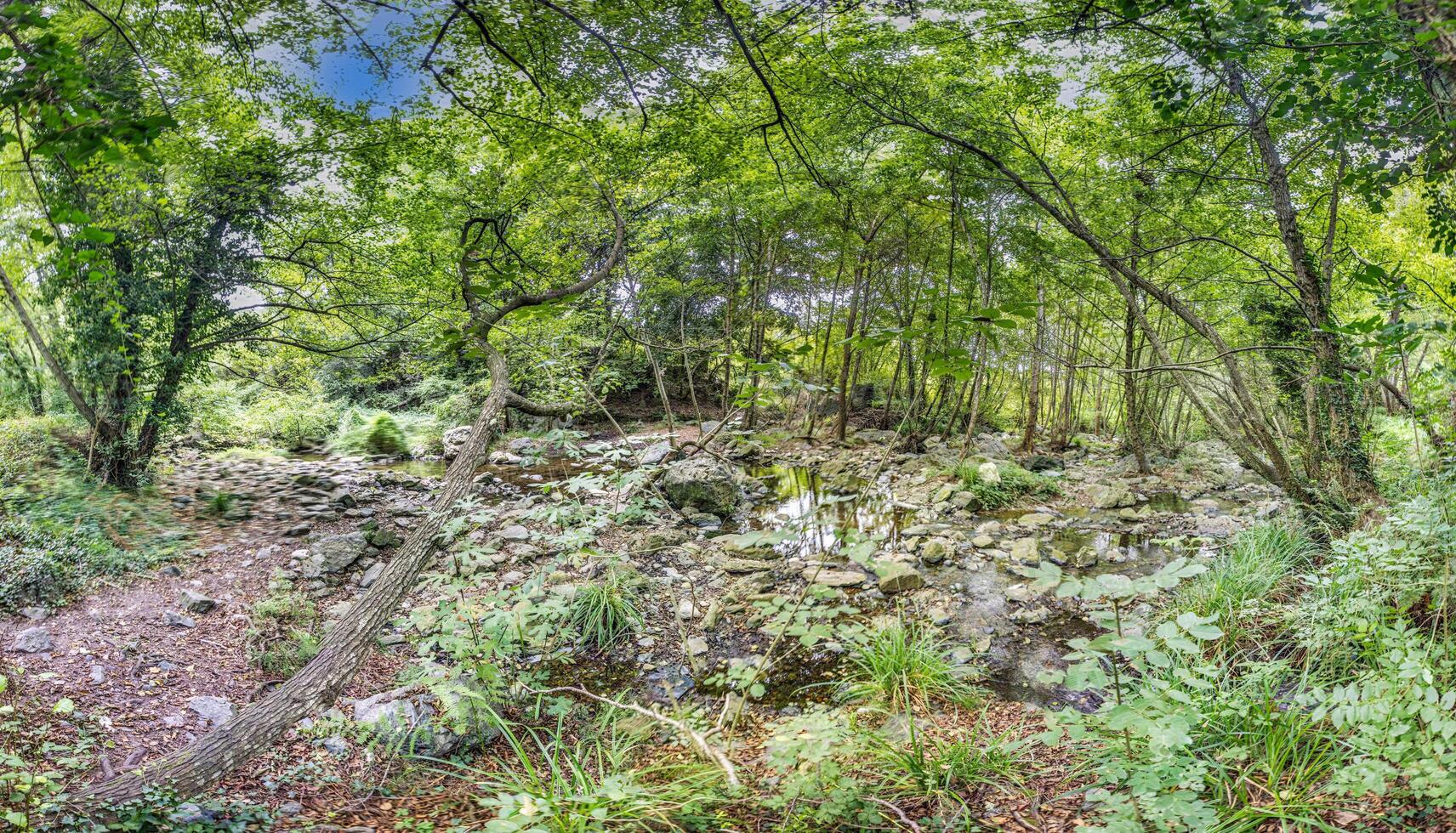 Forest trail with lush greenery, flowing stream, and sunlight filtering through the dense tree canopy photo