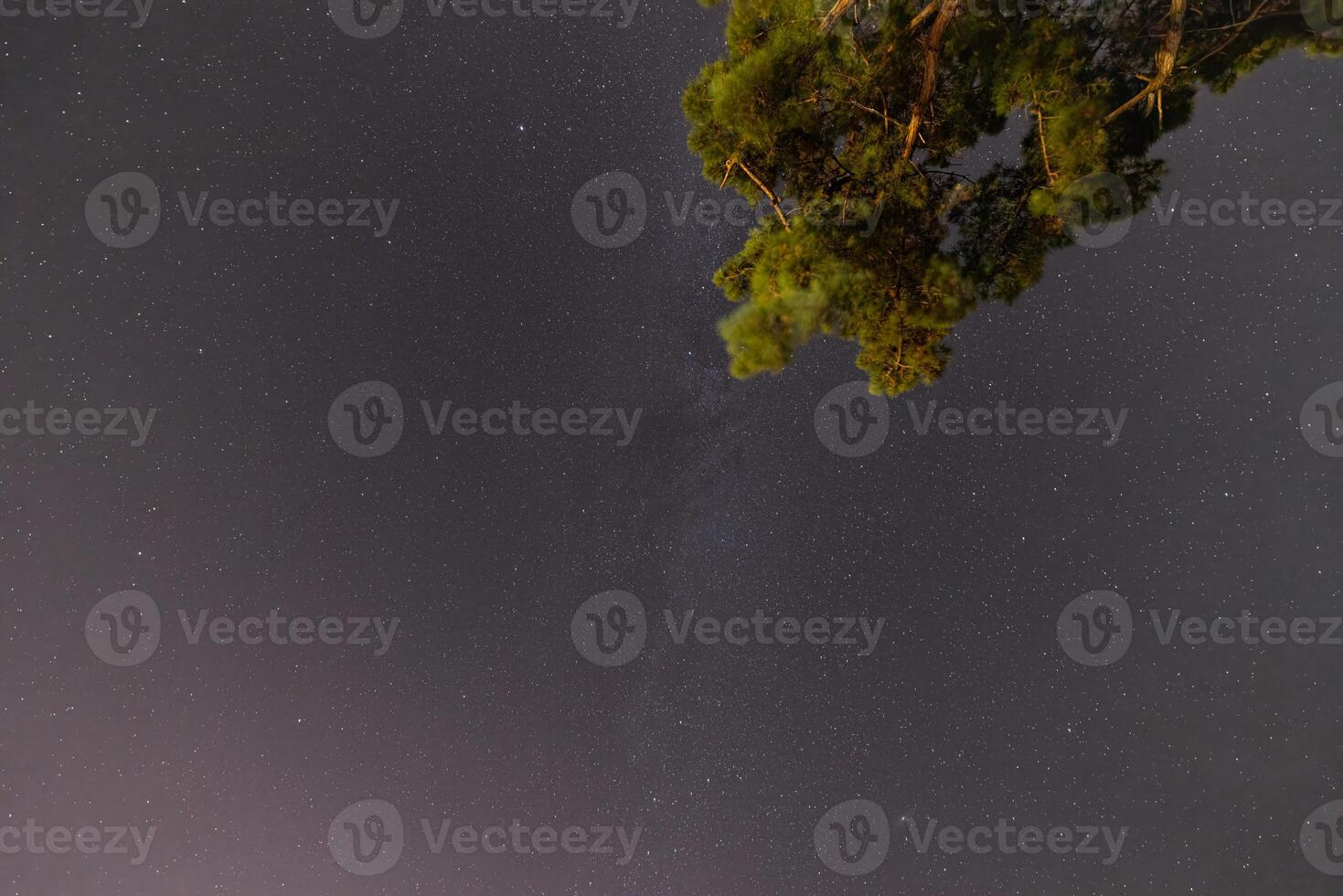 Night sky with a tree silhouette and visible stars, capturing the serene beauty of Corsicas nightscape photo