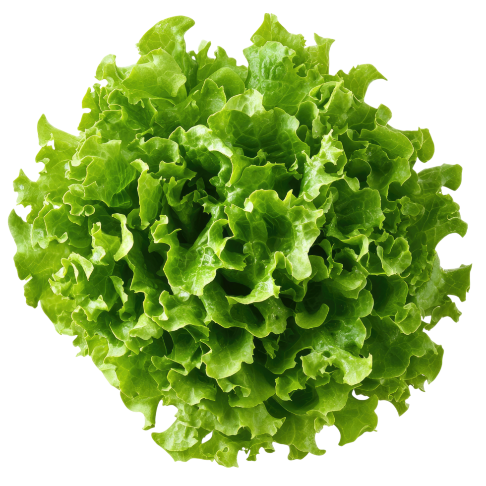 Isolated green lettuce on a transparent background, png