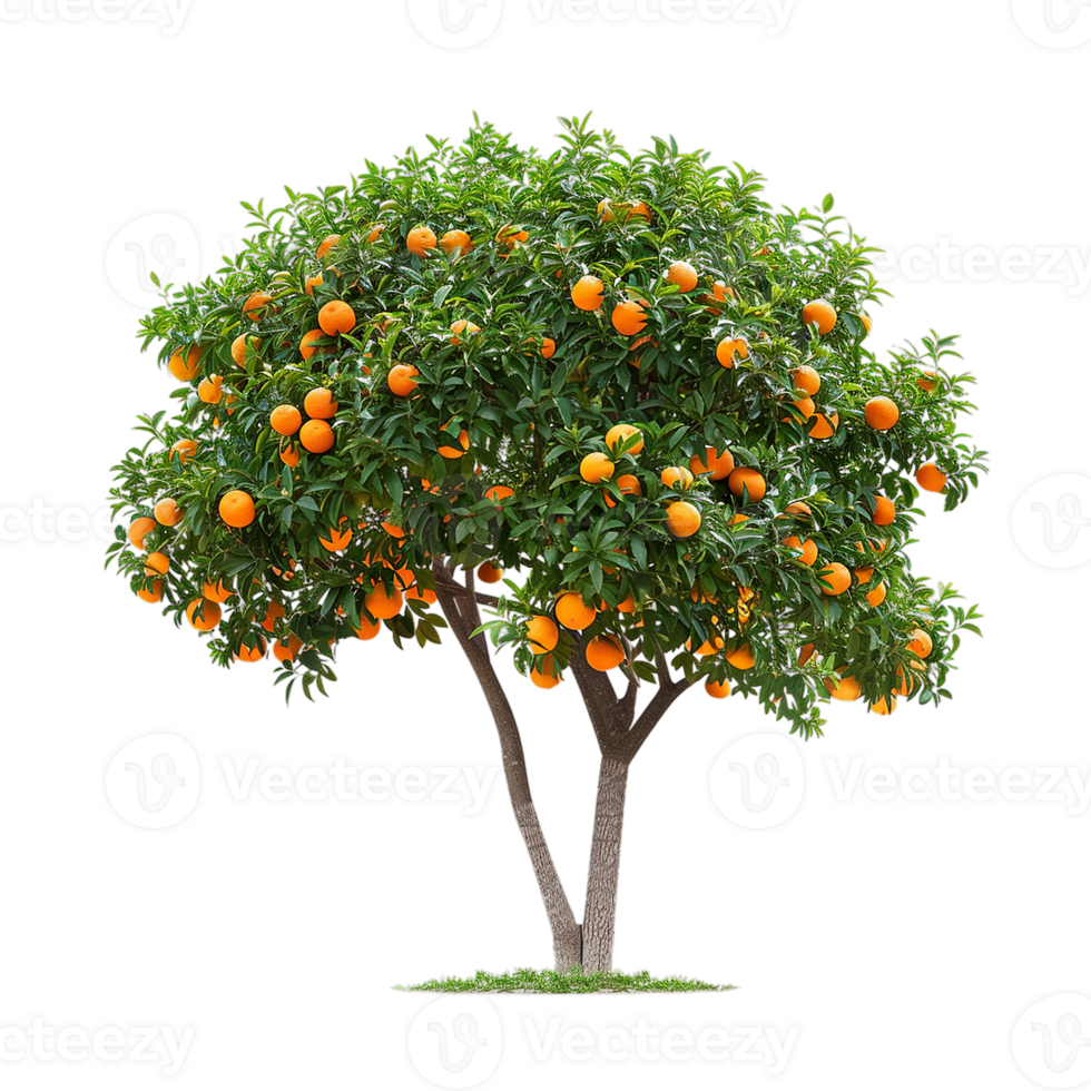 A tree with oranges on it png