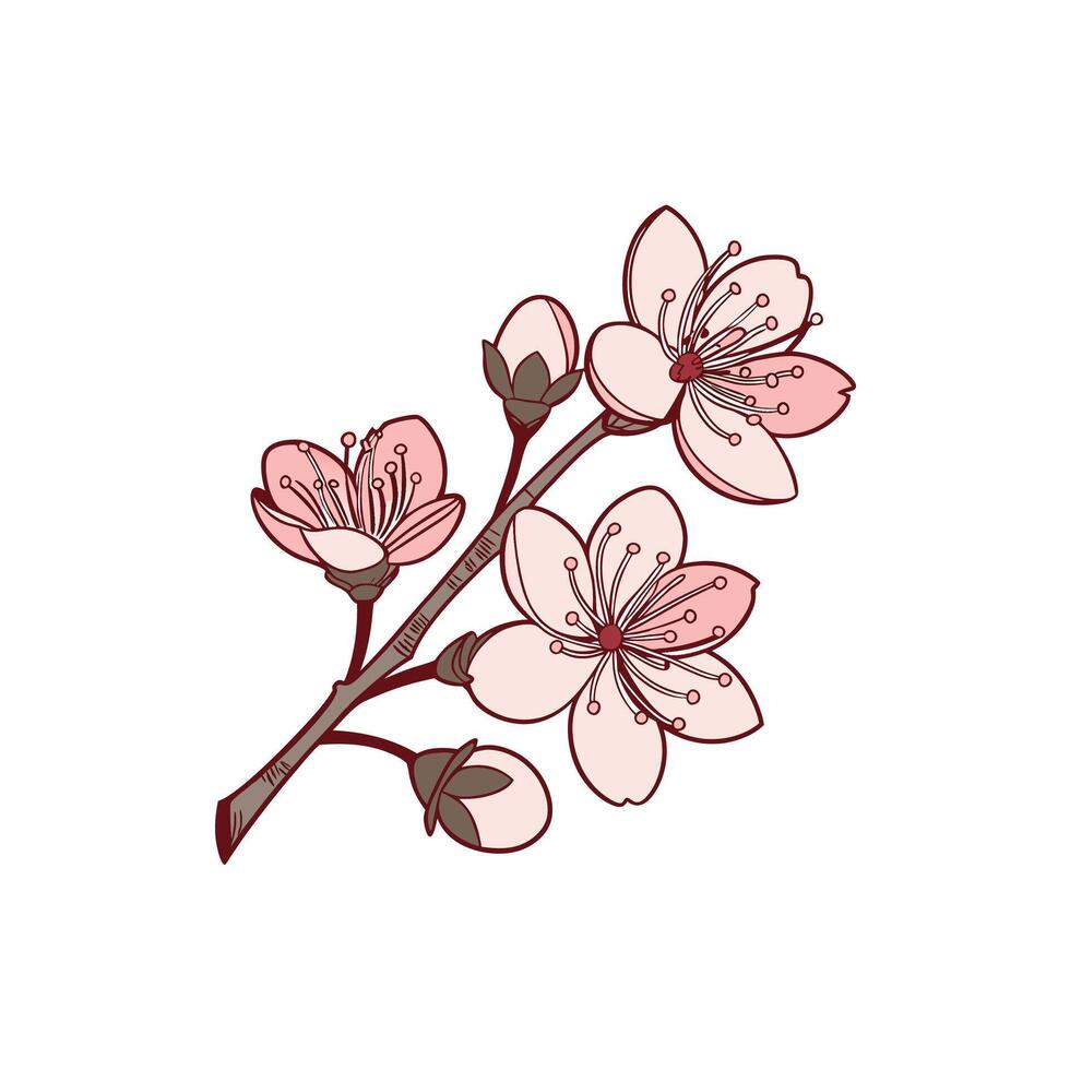 A branch of cherry blossoms on a white background vector