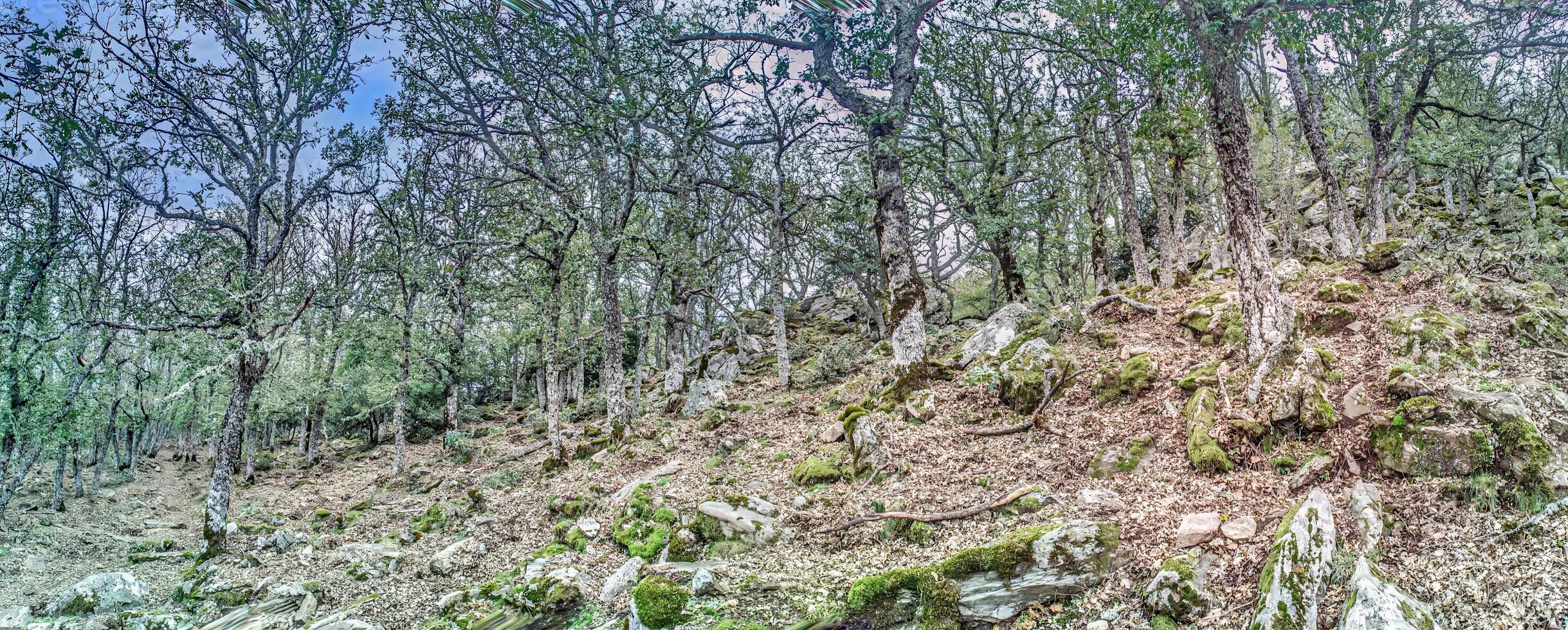 Dense forest along a mountain trail in the Corsican mountains with rocks and trees creating a rugged landscape photo