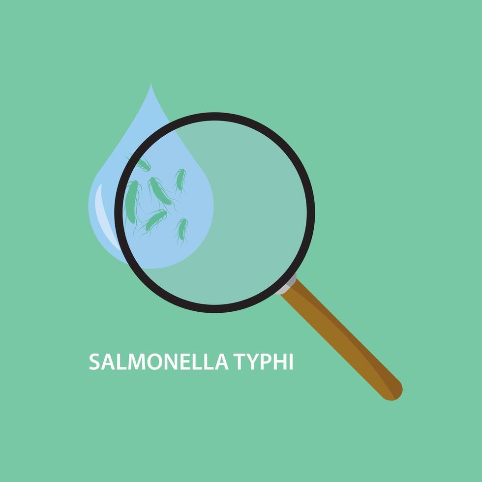 Salmonella Typhi bacterium causing of typhoid fever. Salmonella enterica Typhi Bacteria in flat style isolated on white background. Bacterial microorganism. Concept of Biology and medical. vector