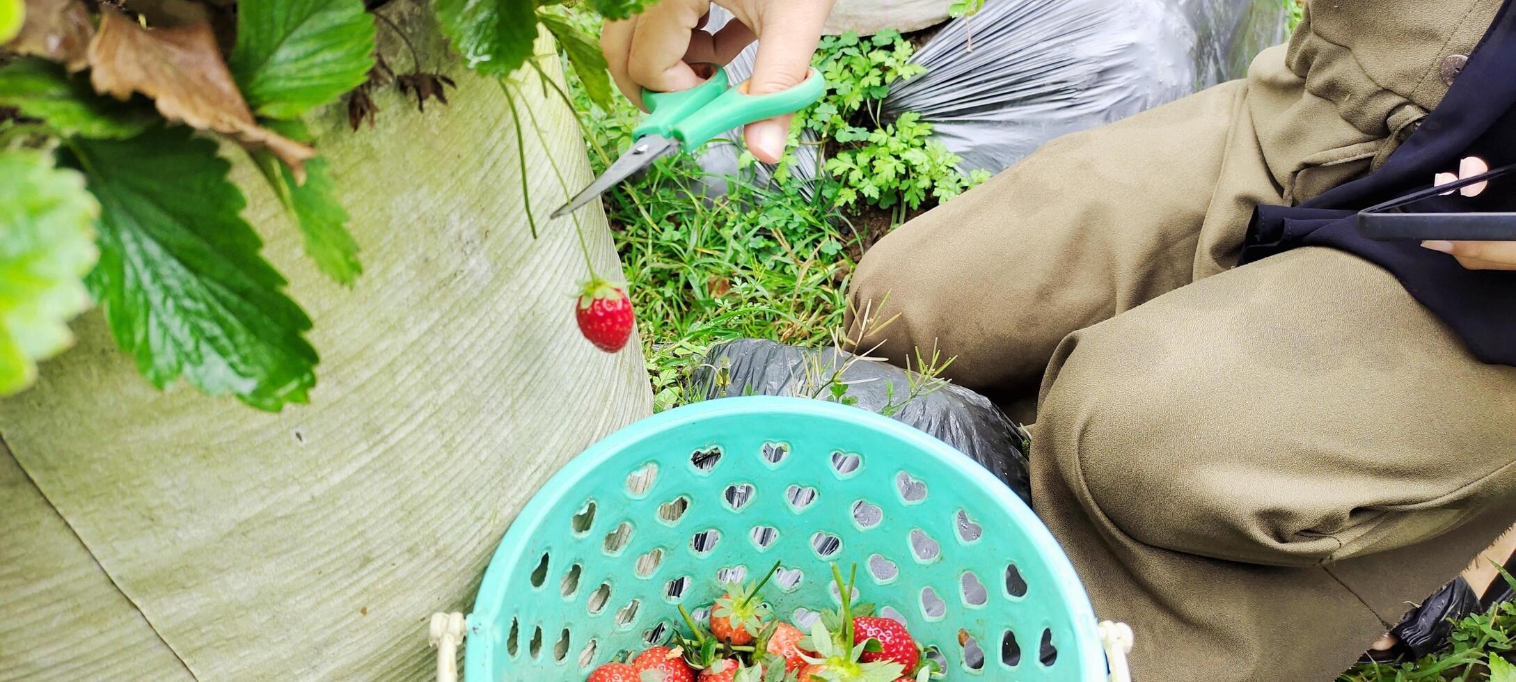 A woman picking strawberry from a raised garden. Gathering fresh natural berries in a beautiful mountain plantation. photo